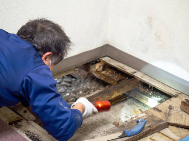 Best Professional Mold Removal  in Kittery Point, ME