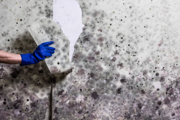 Best Crawl Space Mold Removal  in Kittery Point, ME